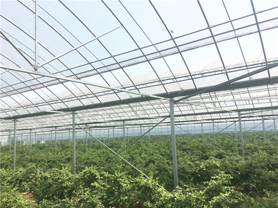 南京蓝莓连栋温室项目